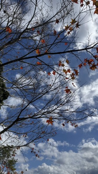 20260101小百岳馬那邦山賞楓團2973949