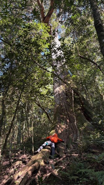 山毛櫸「最後一舞」2955253