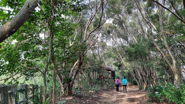 《台中》綠色隧道｜大肚環保公園登山步道O型202110161490172