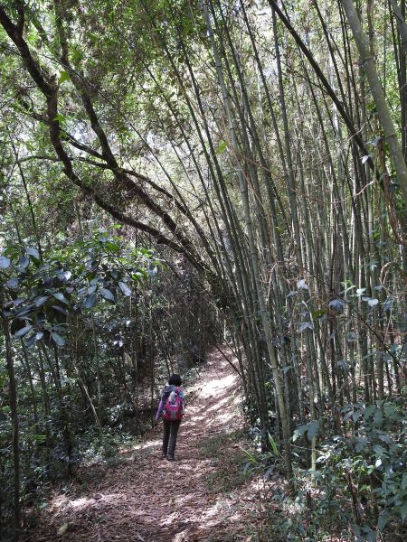 20180609望美山-瓊山(獵人古道)348747