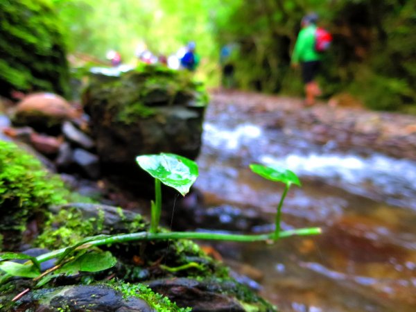 淡蘭古道輕旅行:坪溪古道出外澳546092