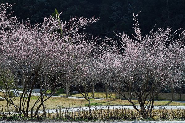 杉林溪賞花872547