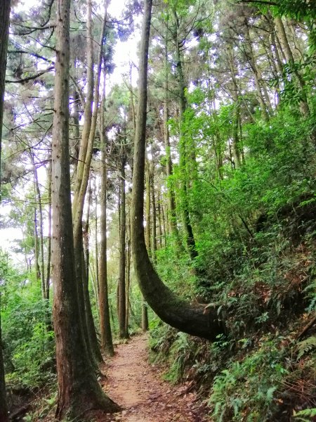 優美林相森林浴橫嶺山自然步道(木馬古道)739090