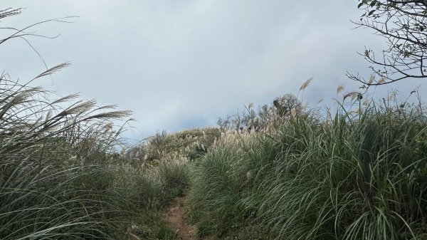 大屯山五連峰含面天山2934605