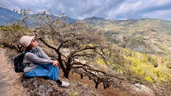 🌈1/17（六）蔡家古厝賞梅×梅子夢工廠×車埕老街✨FB：熊熊趴爬走🌈2983940