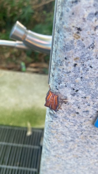 【四獸山 Short】虎豹象先行！獅山封閉中，等新步道開箱再相見2888825