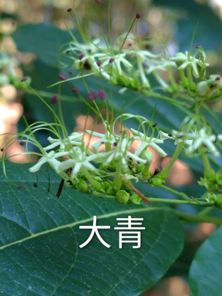 關頭山 舊武界越山 巴蘭山2892116