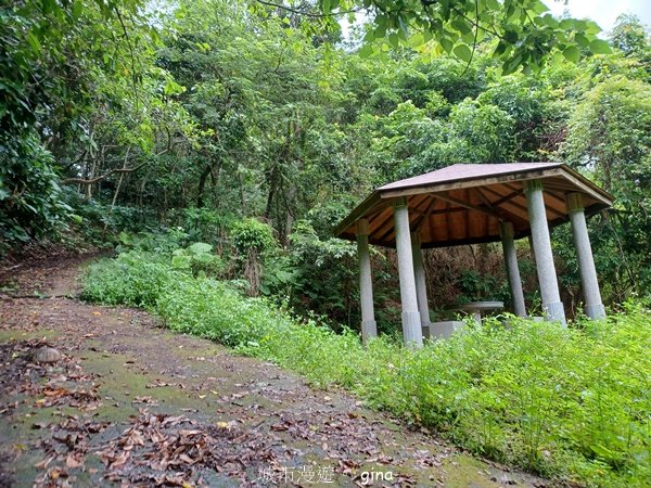 【台中霧峰】低海拔生態林相悠美。 奧山步道、桐林花廊步道、樟樹林步道、北坑溪步道O繞2570479