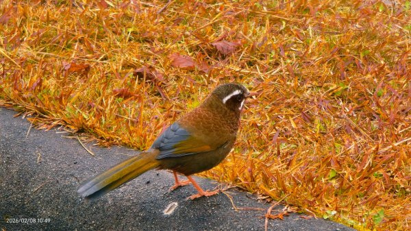 #霧淞 #雲海 #雲瀑 #霧虹 #太平山 #望洋山 #觀雲步道 #翠峰道路  2/82995319