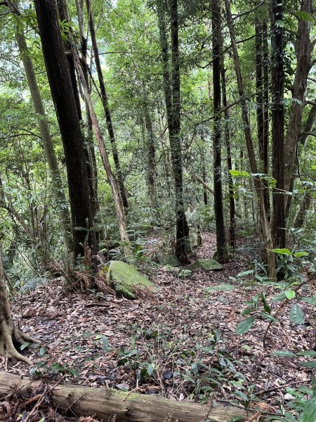 東河線上鵝公髻山，至鳥嘴山後下大窩山部落 2024.8.182577490