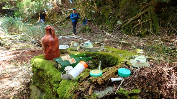 尋幽訪古遊走千年巨木和幻霧美森的樂山林道2882334