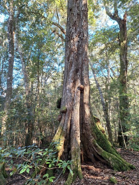 屋我尾山+G(大雪山進老鷹谷出)O型202502162713586