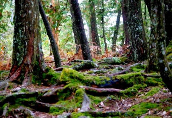 ◎ 水漾森林- 苦路篇 (鹿屈山前峰 vs 鹿屈山)85191