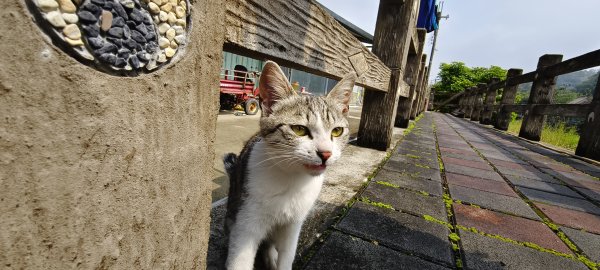 獅潭觀魚步道+潭老街-2026/03/293026424