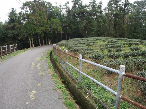 南投魚池貓囒山步道20200216838324