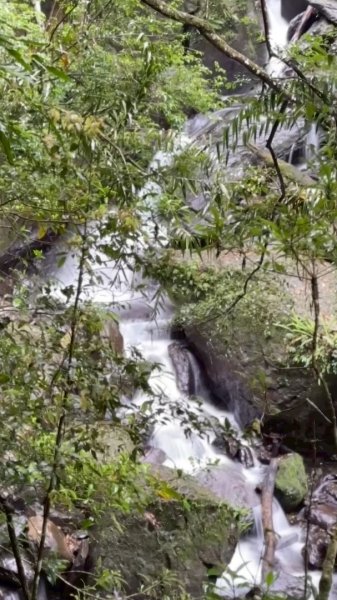 卡保石壁一葉蘭（耘夢谷上逐鹿山下O走）2809559