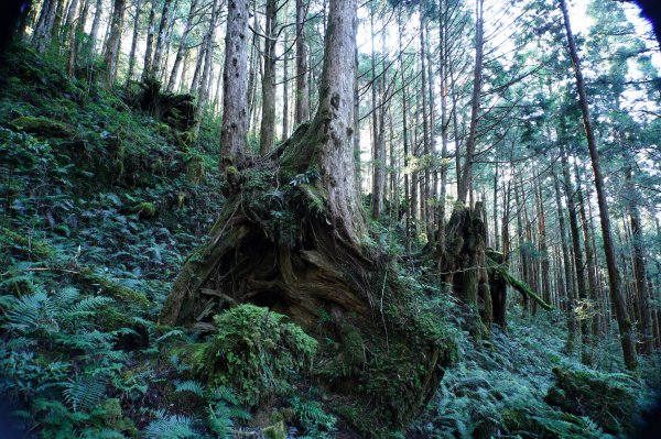 宜蘭 大同 三星山2890383