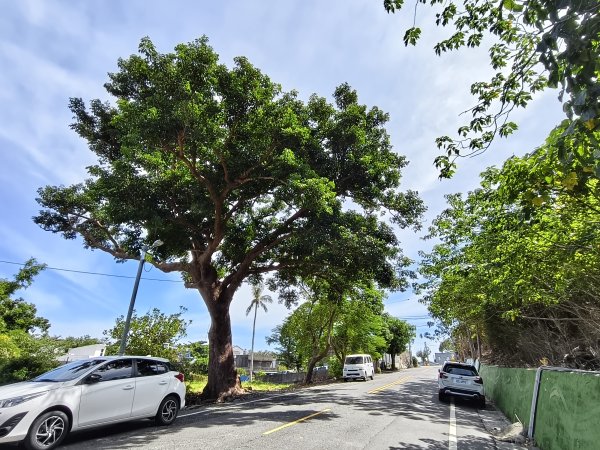 [漫遊縱谷 愛在花東-02/10] 2025_1011 東河橋遊憩區步道2912979