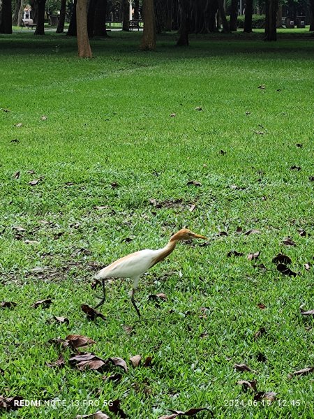 大安森林公園、安湖三號公園【走路趣尋寶，全臺齊步走】2530639