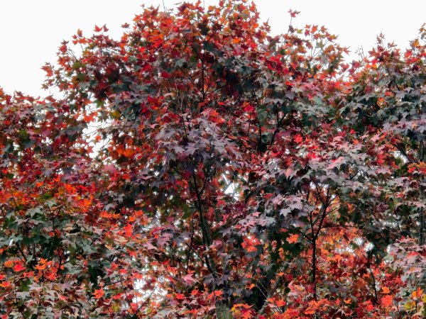 馬那邦山之雲海／雲瀑／楓紅／太陽琉璃光2668325