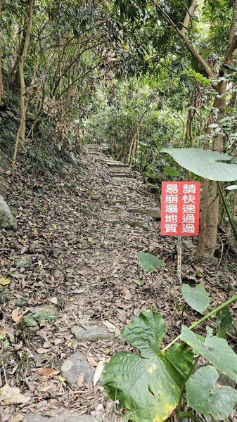 240310-烏山南段(石松子山、王爺崙山)。美美兔再走還是烏山好。2457526