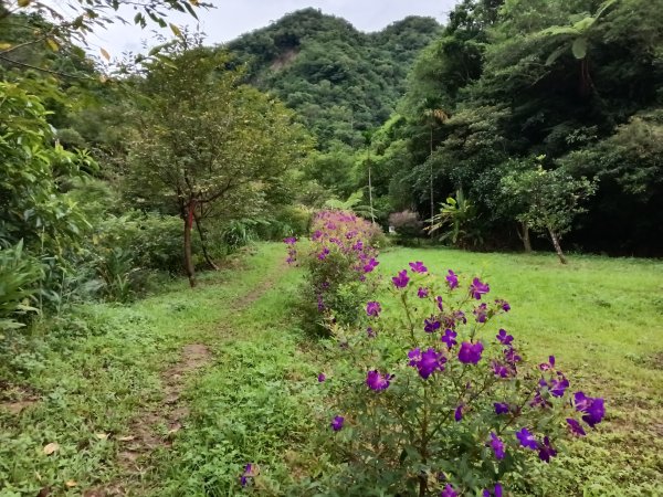 雙溪區中坑古道西線+中坑西山+內盤山土地公廟+中坑古道P字走2895314