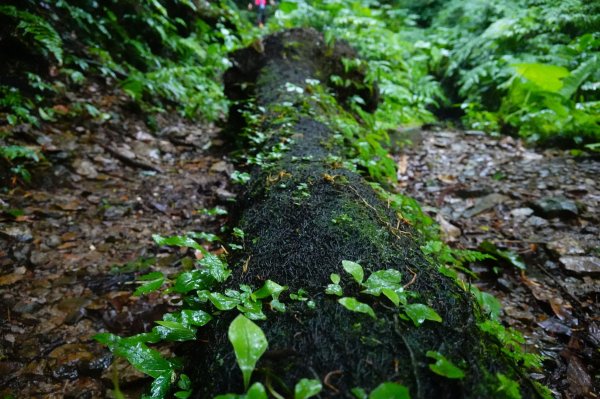 淡蘭古道中路O型988527