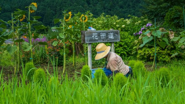 雄獅登山探險家-富士山吉田路線674528