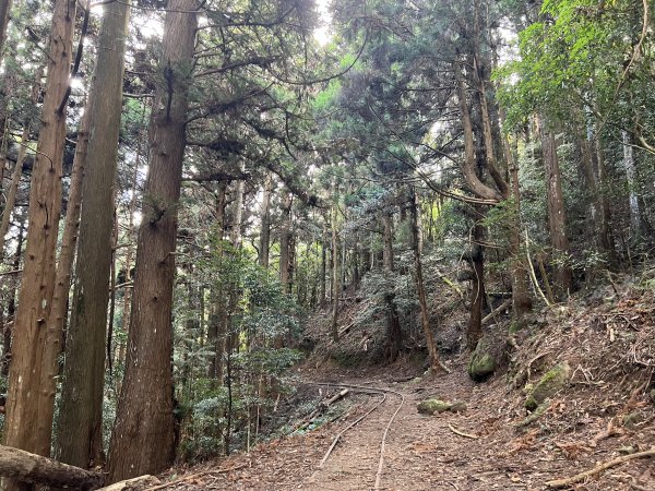 加里山 大坪登山口 杜鵑嶺 加里山P形1900986