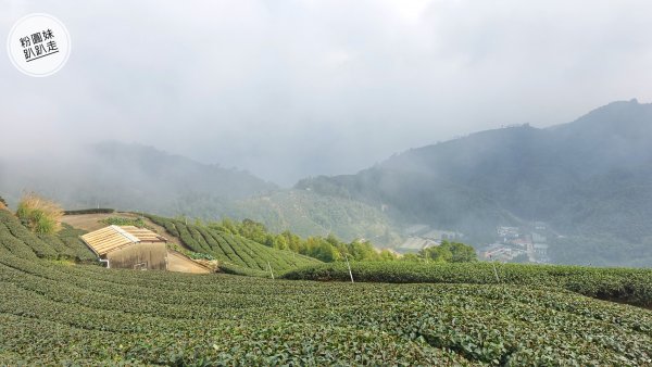 阿里山山脈越嶺步道大串走D2543684