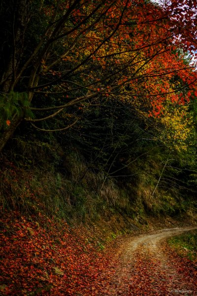 [冬訪大霸聖山岳參行]-大鹿林道東線榆金楓紅與九九山莊精選輯2974612