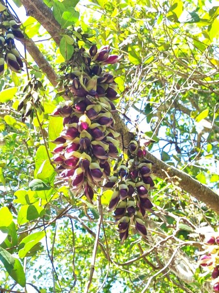 血籐大亂鬥3015531