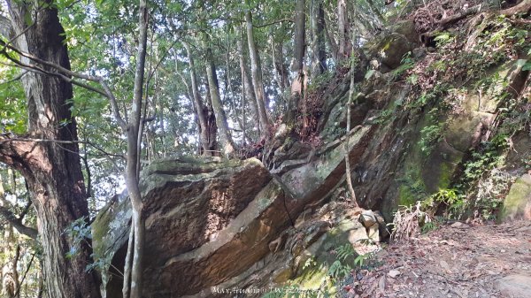 《新竹》斷崖神木｜北得拉曼步道小P繞202510172917481
