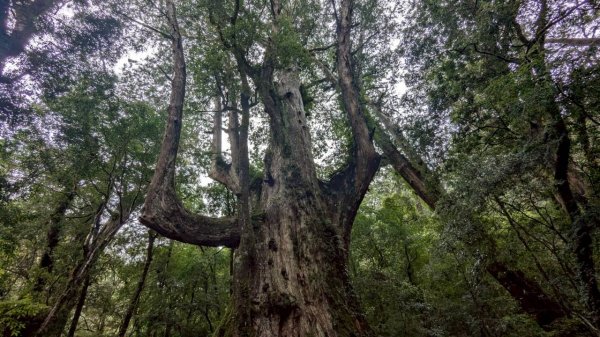 司馬庫斯巨木步道2861085