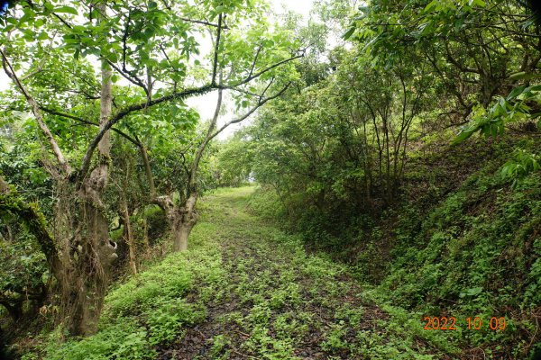 臺南 楠西 爐芝潭山1875987