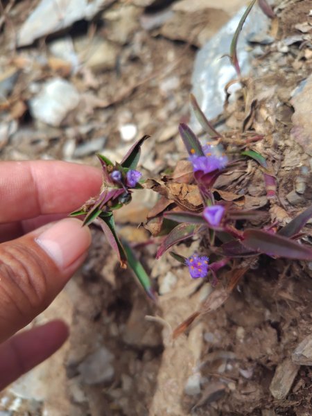 多納六秀 足母山 鬼斧神工一線天 德德山2953043
