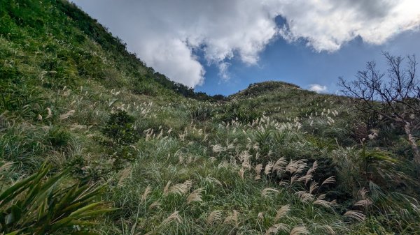 草嶺古道 灣坑頭山2357511