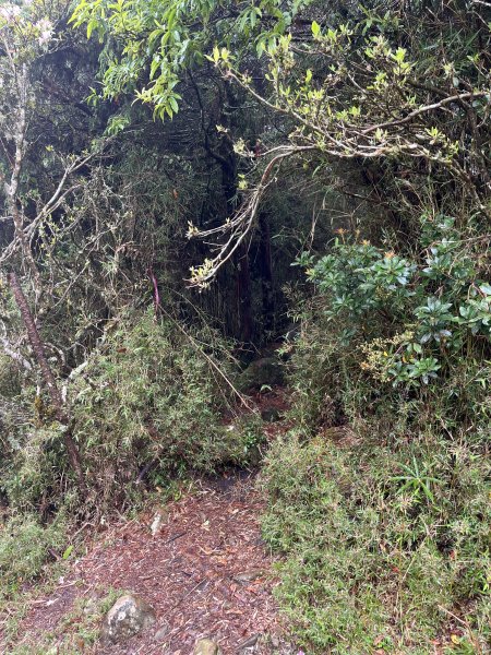 鹿林山-鹿林前山-真鹿林山-石水山-石水山基點峰 2025.5.252798423