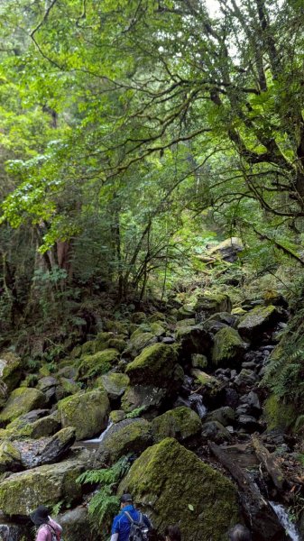 鎮西堡巨木步道群 (B區)2861205