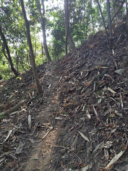 竹山八通關古道社寮段+陳東坑山+溪洲大山ｄ型走202302192037475
