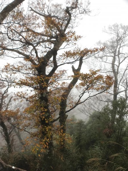 迷霧中的山毛櫸465352