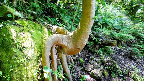 猴崁古道。盧特訪積2773269