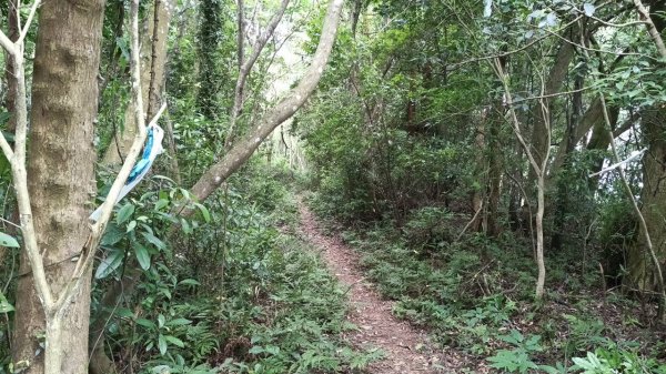 20250607 新竹竹東三山(樹杞林山 - 新具庄山 - 員崠子山)  O型2809042