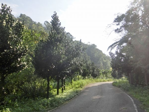 平湖森林步道．內平林山109261