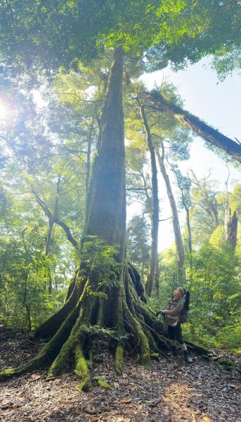 1140209雪見北坑山大板根2709948