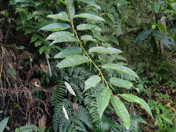 回歸自然的杜仔湖步道上雙子山2677796