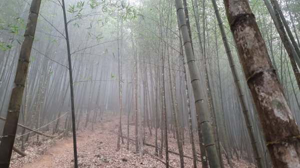 《南投》忘憂森林｜嶺頭山及金柑樹山O繞(留龍頭起登)202303182076916