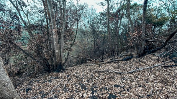 大坑4號「大魔王」正式回歸！3050766
