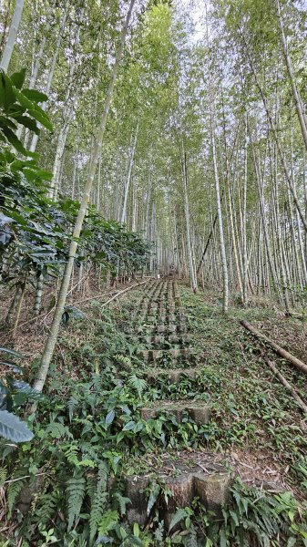 241122-慢走溪頭六連峰（大崙頭山、貓冬望山、民眾坪山、樟空崙山、志騰山、竹崙山）。美美兔沒在怕2654735