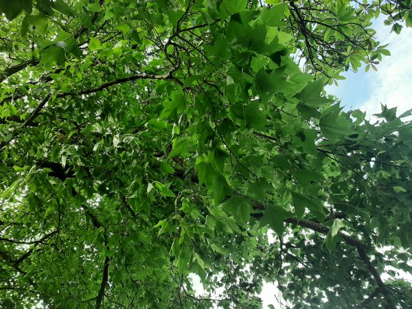 110 年春 登七星山1345721